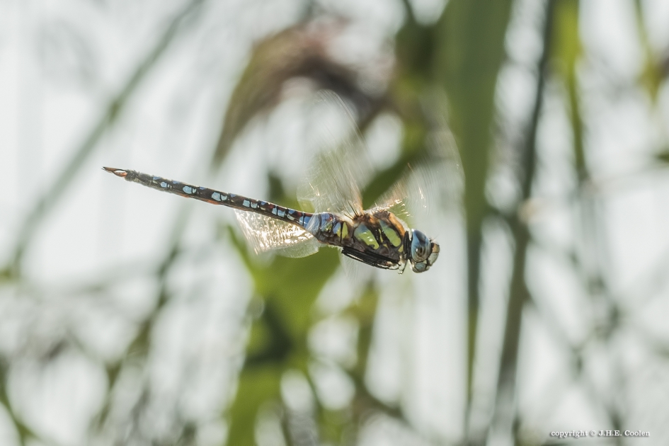 Paardenbijter (Aeshna mixta) - Geleedpotigen - Paardenbijter
