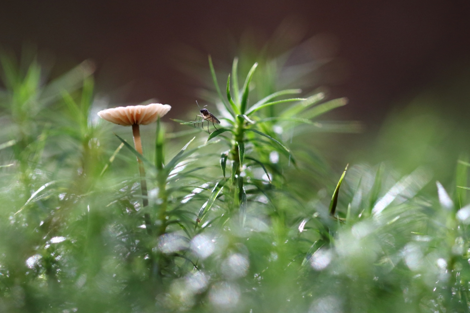 paddenstoel en rouwmugje - Schimmels - 