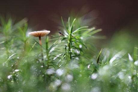 paddenstoel en rouwmugje