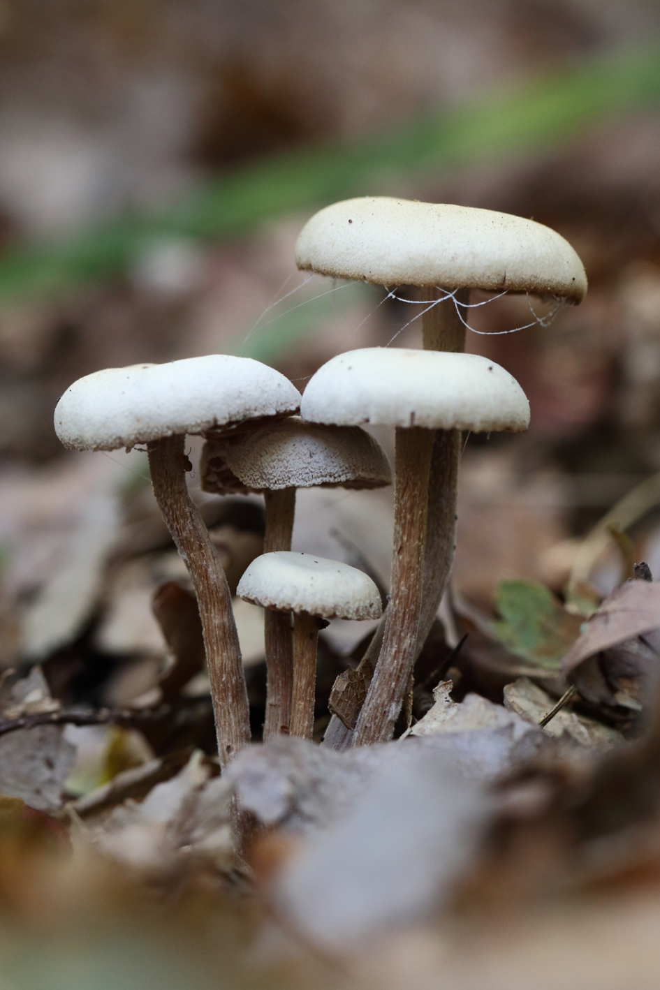 paddenstoel met spinrag - Schimmels - 