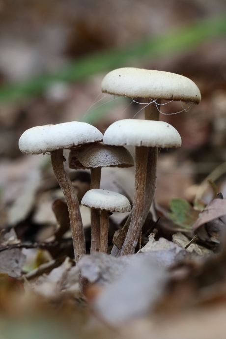 paddenstoel met spinrag