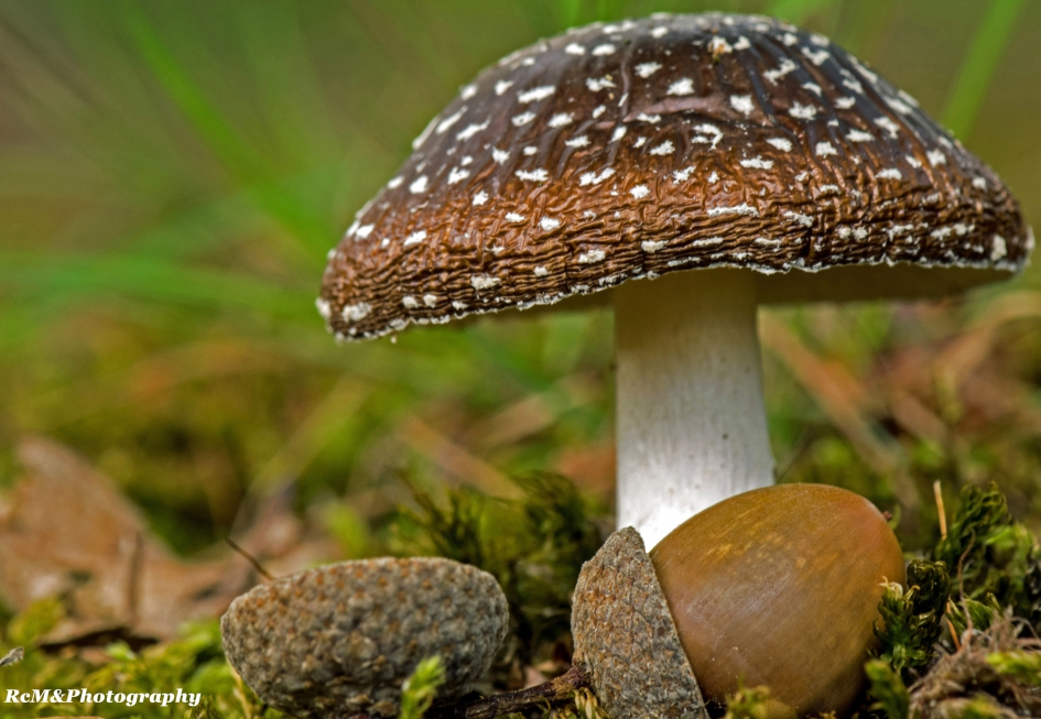 Panteramaniet paddenstoel. - Schimmels - Panteramaniet.