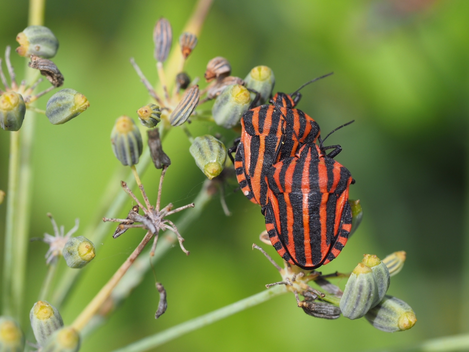 Parallel - Geleedpotigen - Pyamawants