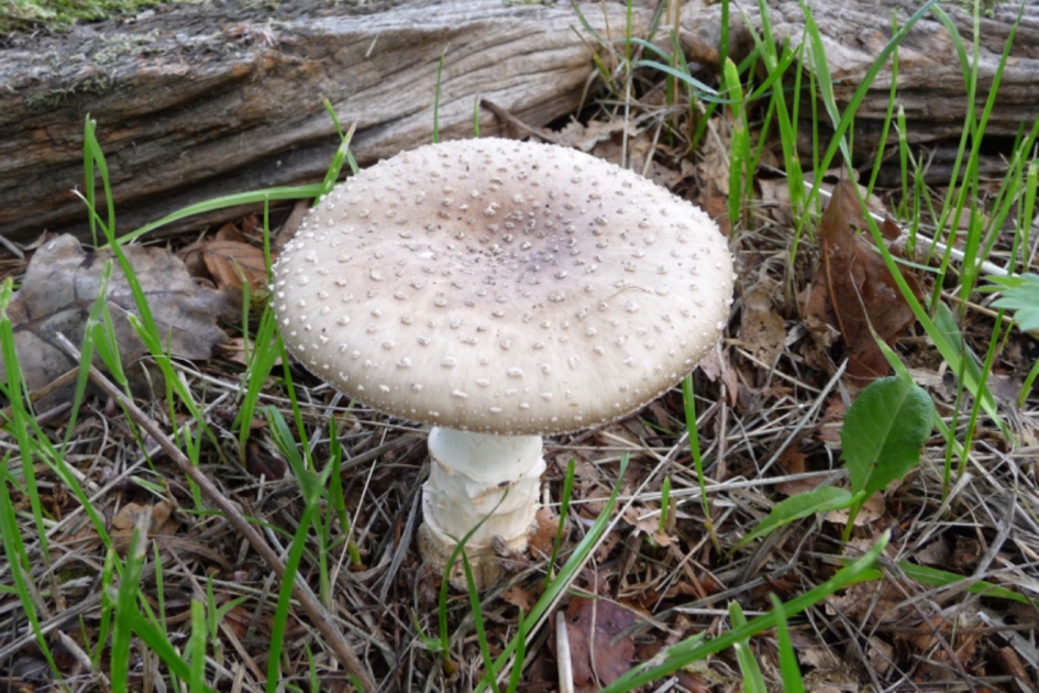 Parelamaniet - Schimmels - 