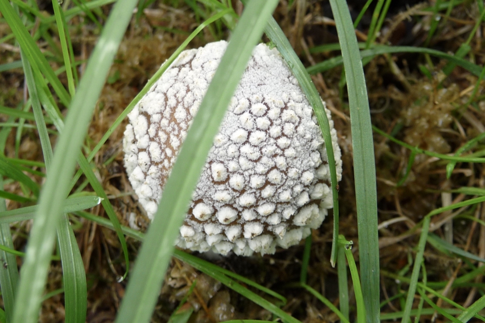 Parelamaniet - Schimmels - 