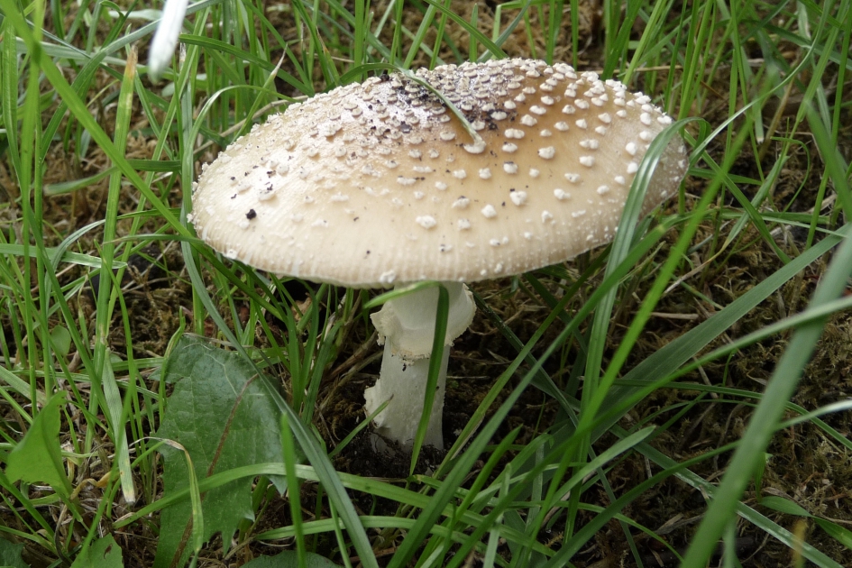 Parelamaniet - Schimmels - 