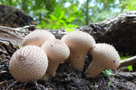 Pareltjes in het bos