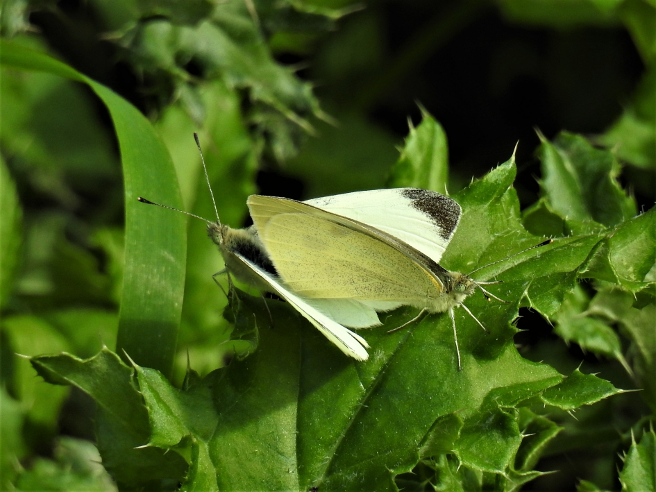 Parende koolwitjes - Geleedpotigen - Groot koolwitje