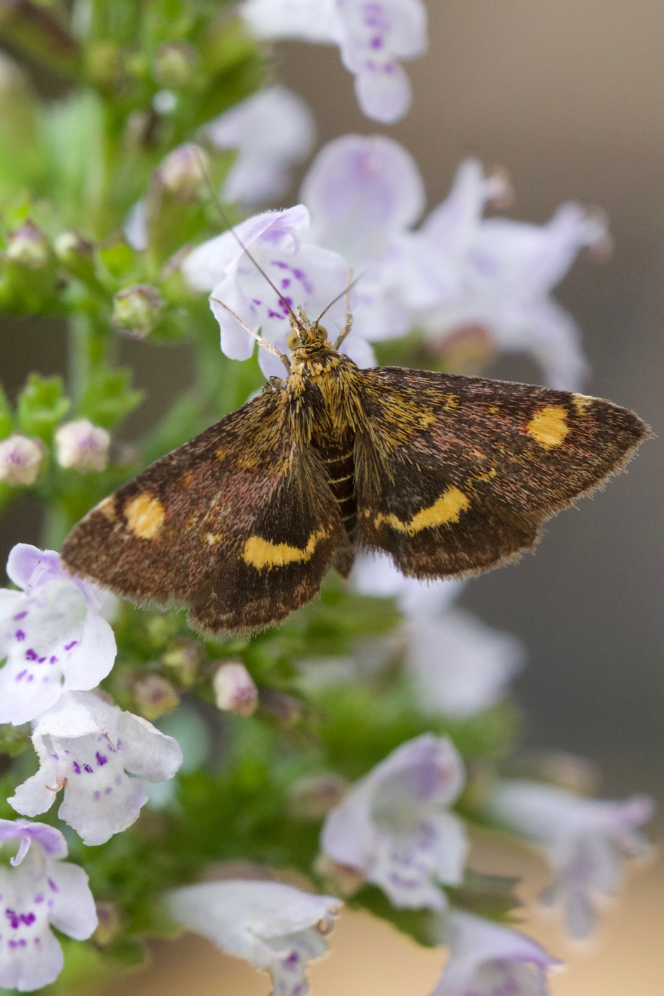 Piepklein muntvlindertje op geurige steentijm. - Geleedpotigen - Muntvlinder