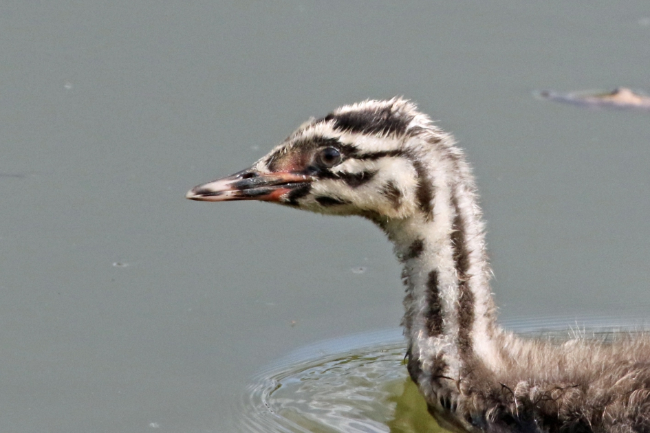 Portretje van een jonge fuut - Vogels - 