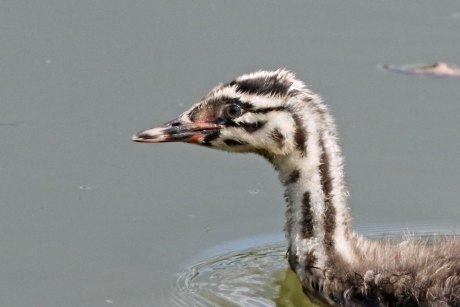 Portretje van een jonge fuut