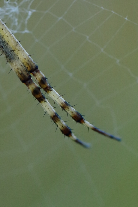 poten van een.....wespenspin