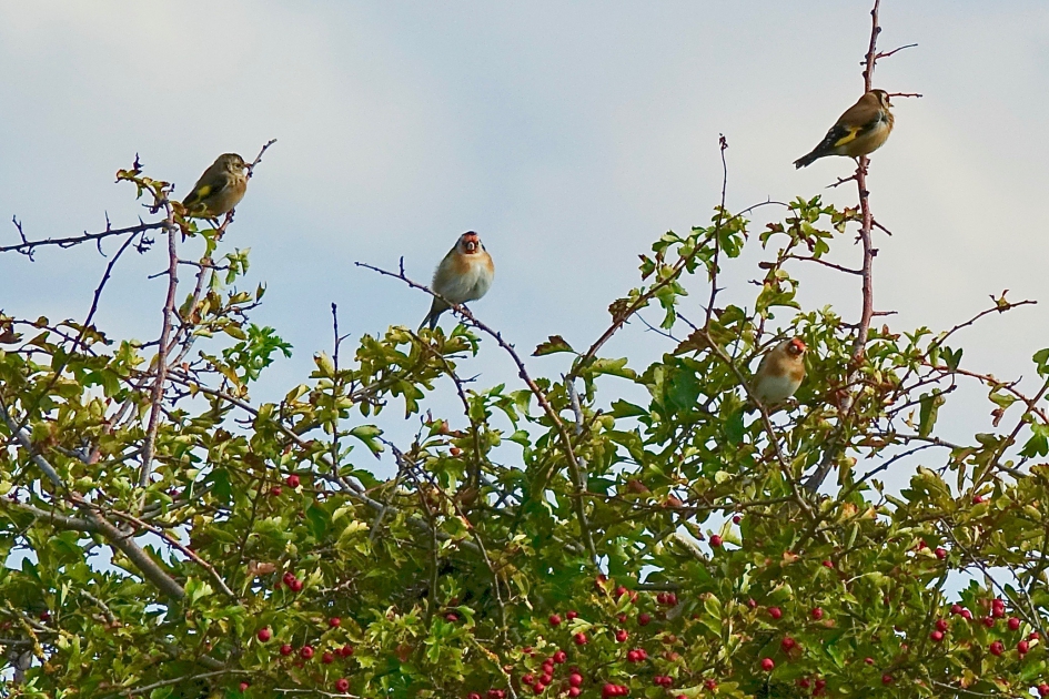Puttertjes in de meidoorn - Vogels - Putter