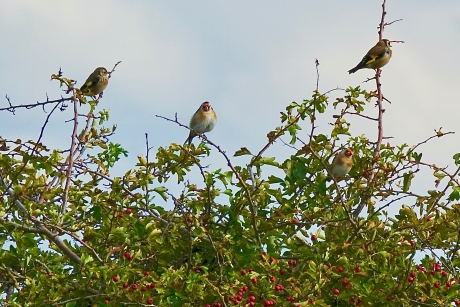 Puttertjes in de meidoorn