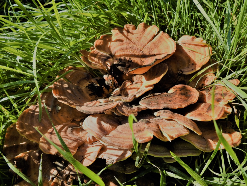 Reuzenzwam - Schimmels - Reuzenzwam