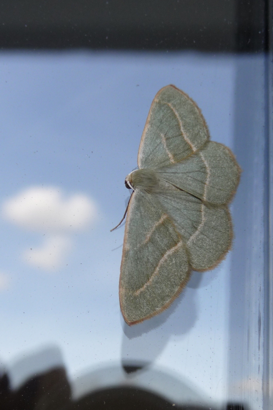 Rode dennenspanner - Geleedpotigen - 