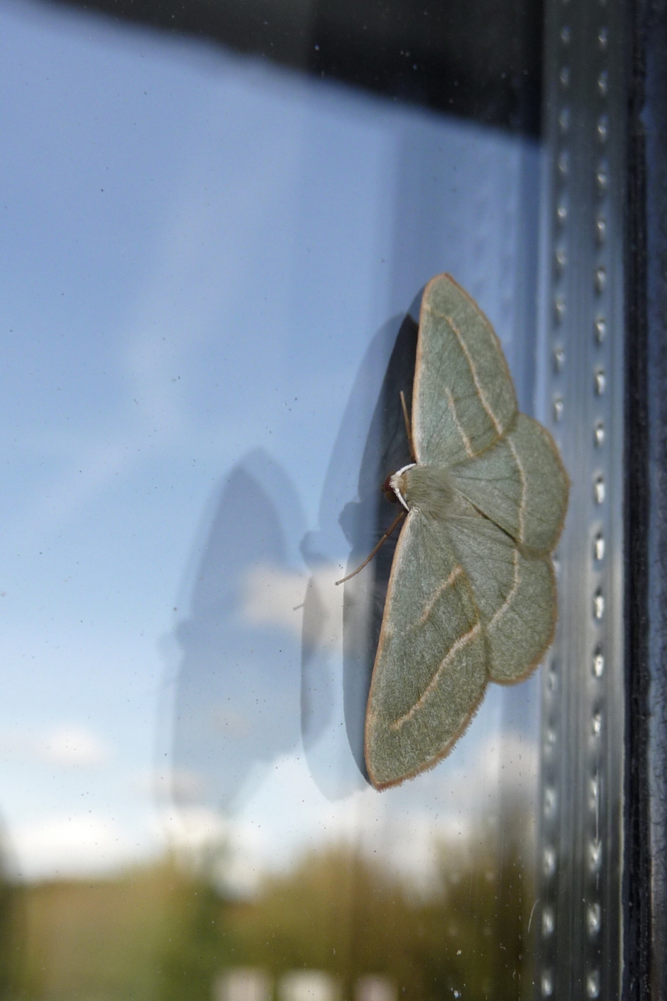 Rode dennenspanner - Geleedpotigen - 