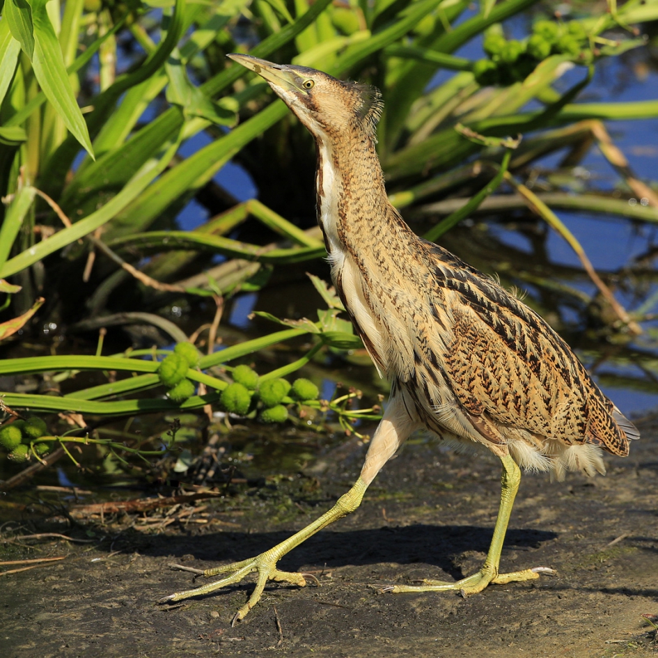 Roerdomp - Vogels - Roerdomp