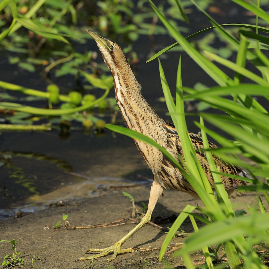 Roerdomp in het groen ... - Vogels - Roerdomp