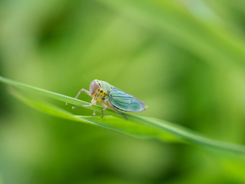 Rondom de plas - Geleedpotigen - Rietcicade