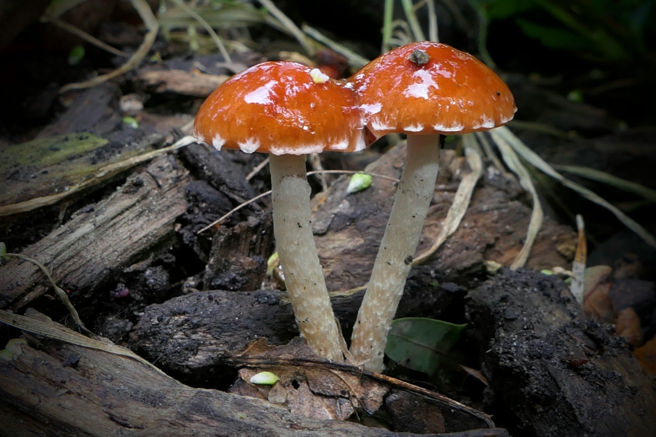 Rood zonder..... - Schimmels - Paddenstoel