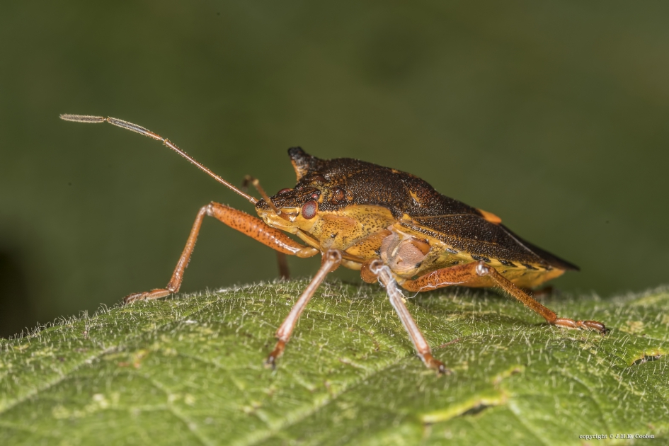 Roodpootschildwants (Pentatoma rufipes) - Geleedpotigen - Roodpootschildwants