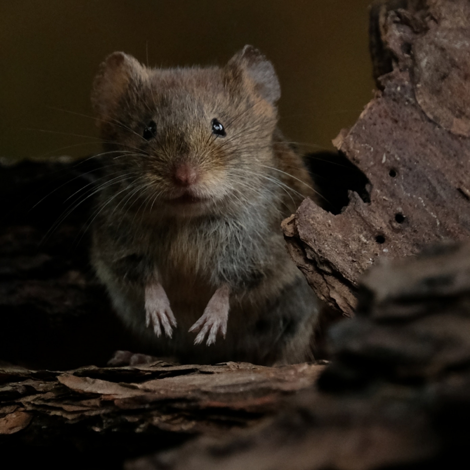 Rose woelmuis - Zoogdieren - Rosse woelmuis