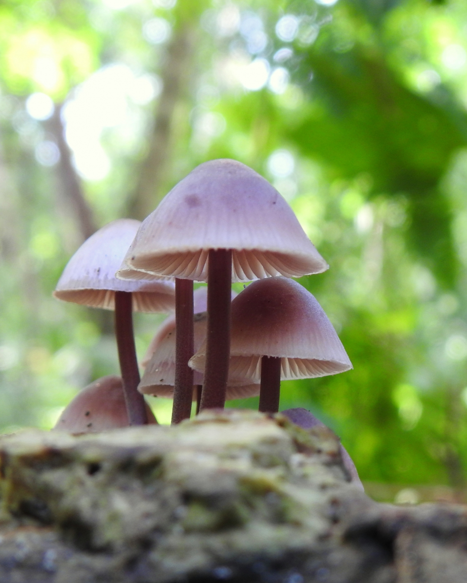 Roze rokjes - Schimmels - Grote bloedsteelmycena