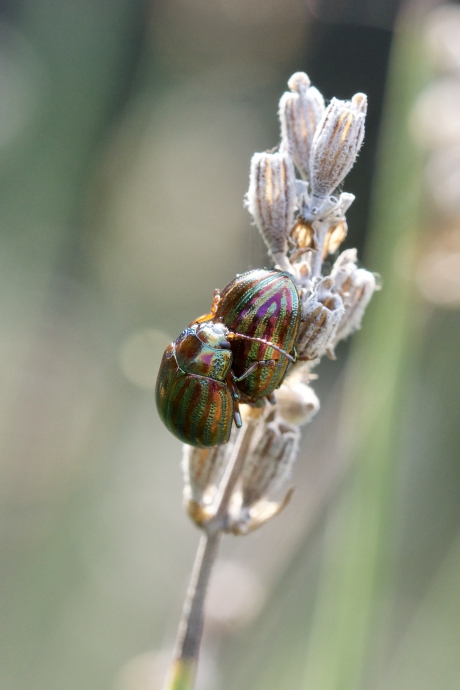 Rozemarijngoudhaantjes