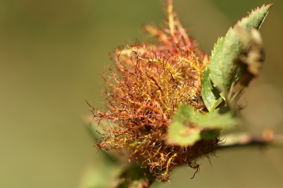 rozenmosgalwesp - Geleedpotigen - 