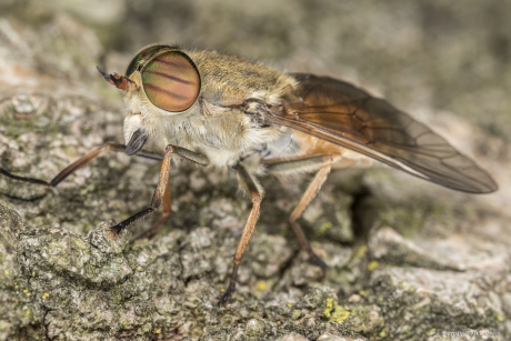 Runderdaas (Tabanus bovinus)