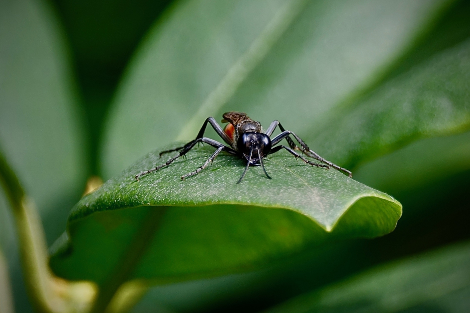 Rupsendoder - Geleedpotigen - Rupsendoder