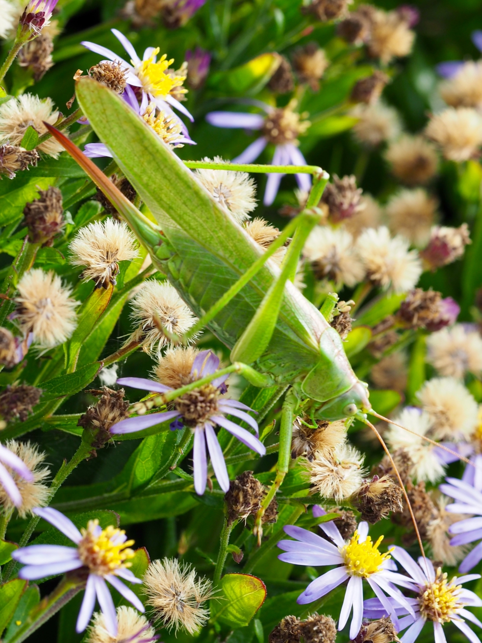 Sabelsprinkhaan - Geleedpotigen - Grote groene sabelsprinkhaan