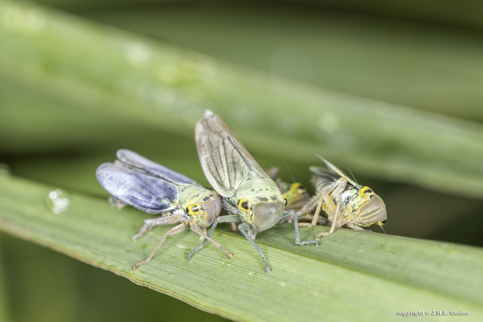 Samen eten - Geleedpotigen - Groene rietcicade