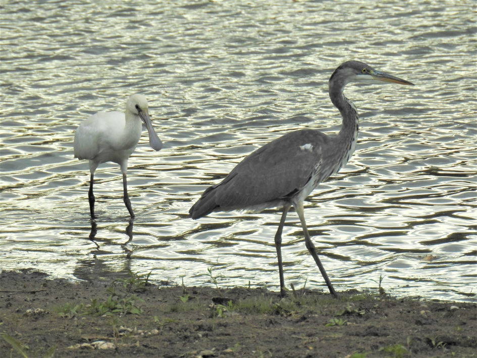 Samen op de foto. - Vogels - Lepelaar en blauwe reiger
