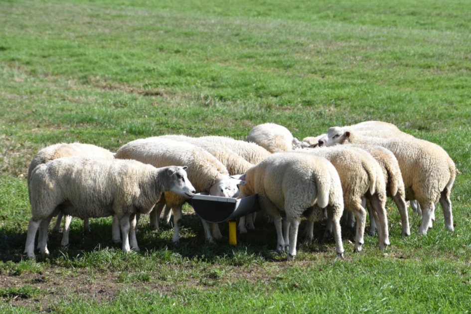 Schapen - Zoogdieren - 