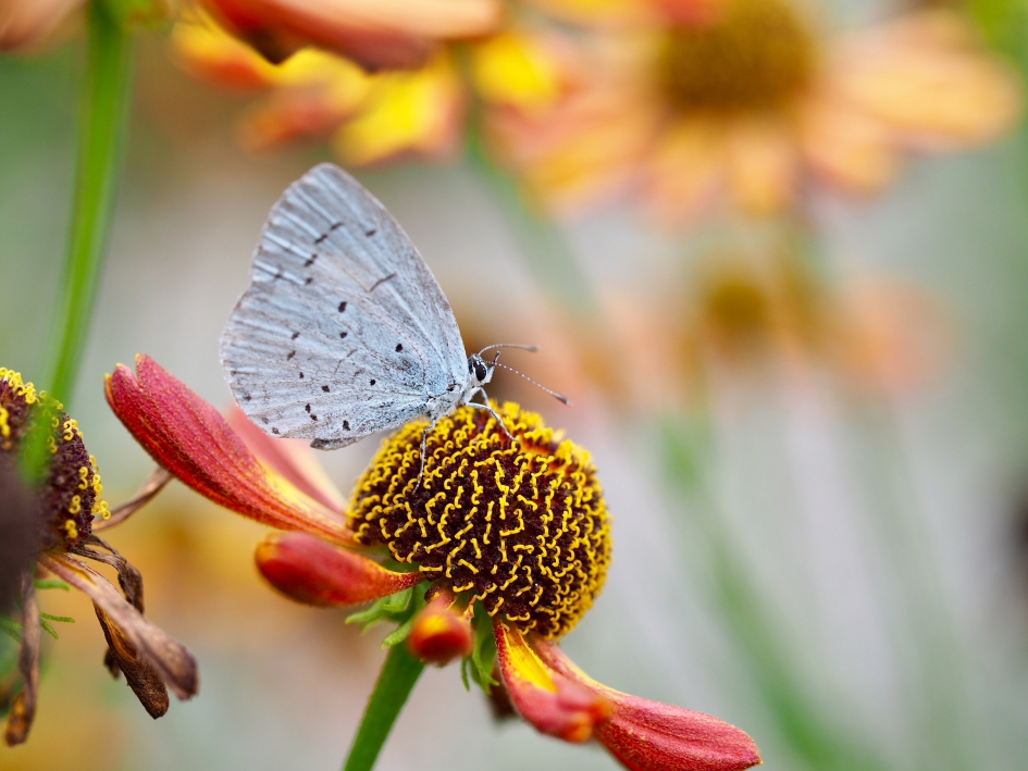 Schilderachtig - Geleedpotigen - Boomblauwtje