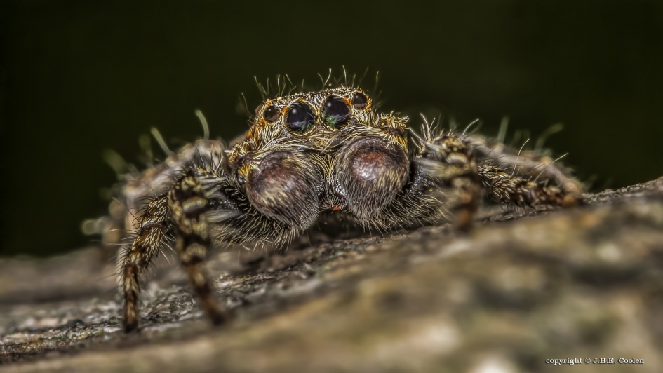 Schorsmarpissa (Marpissa muscosa) - Geleedpotigen - Schorsmarpissa