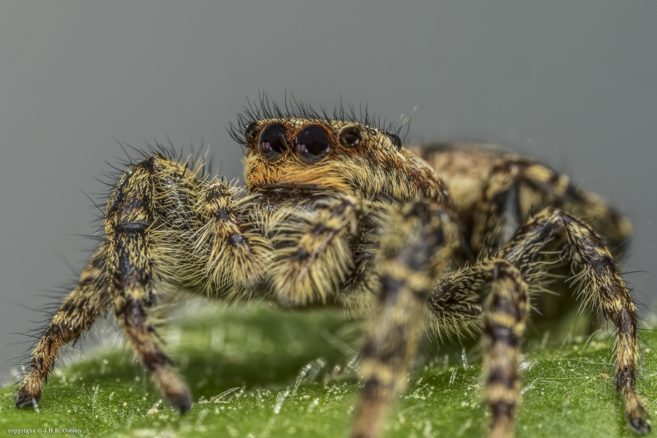 Schorsmarpissa (Marpissa muscosa) - Geleedpotigen - Schorsmarpissa