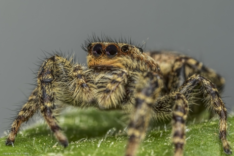 Schorsmarpissa (Marpissa muscosa)