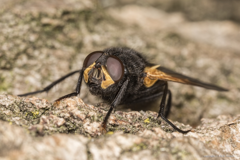 Schorsvlieg (Mesembrina meridiana) - Geleedpotigen - Schorsvlieg