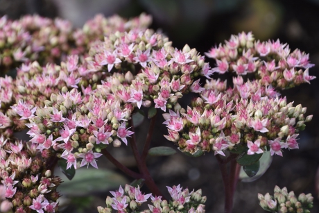 Sedum/ vetkruid