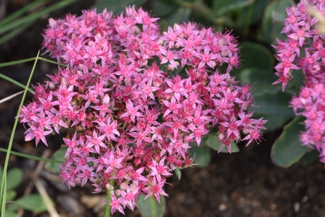 Sedum/vetkruid