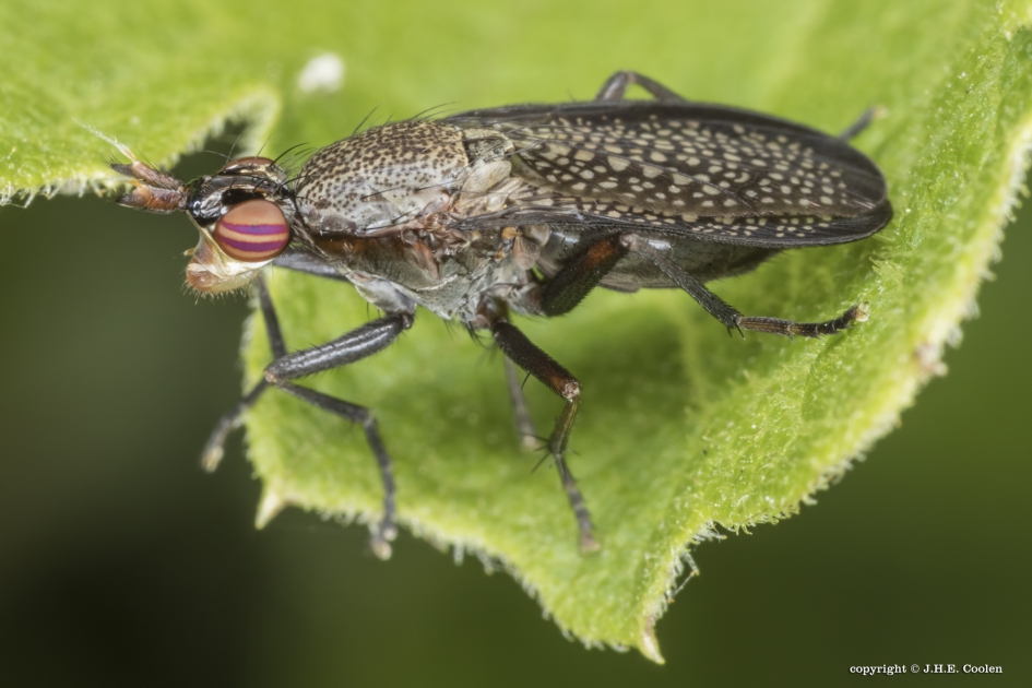 Slakkendoder (Coremacera marginata) - Geleedpotigen - Slakkendoder