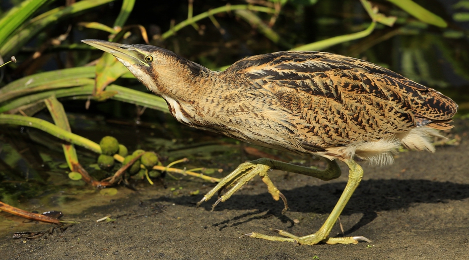 Sluipdomp - Vogels - Roerdomp