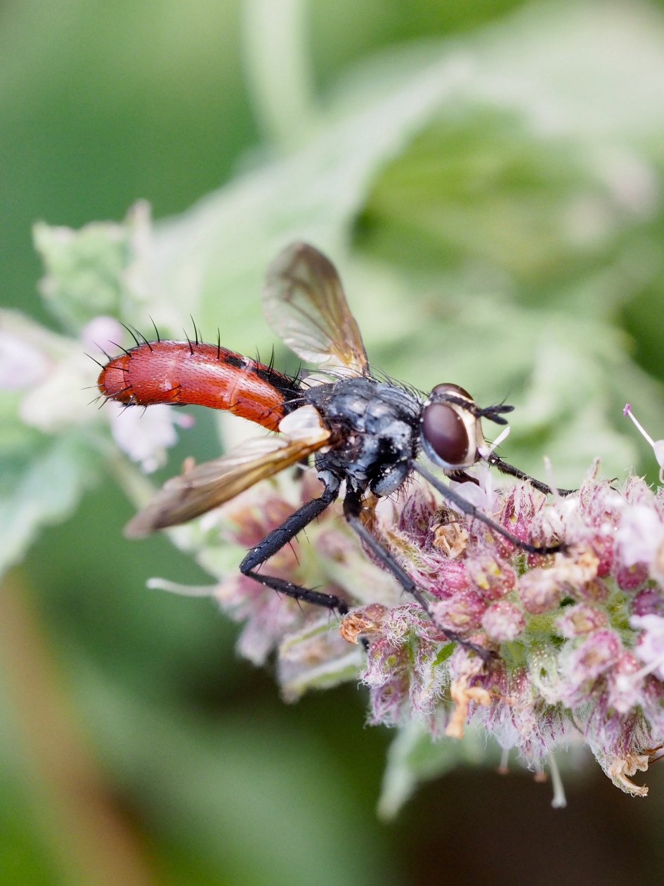 Sluipvlieg - Geleedpotigen - Sluipvlieg