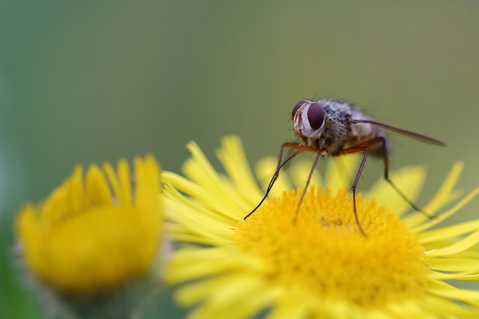 sluipvlieg - Geleedpotigen - sluipvlieg