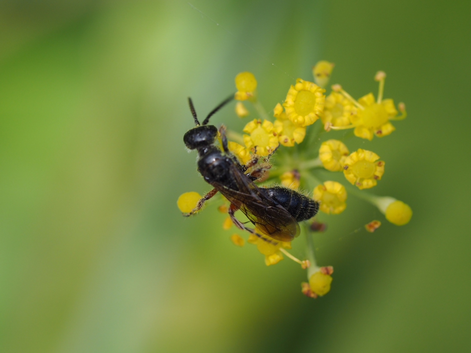 Sluipwespje - Geleedpotigen - Sluipwesp, soort?