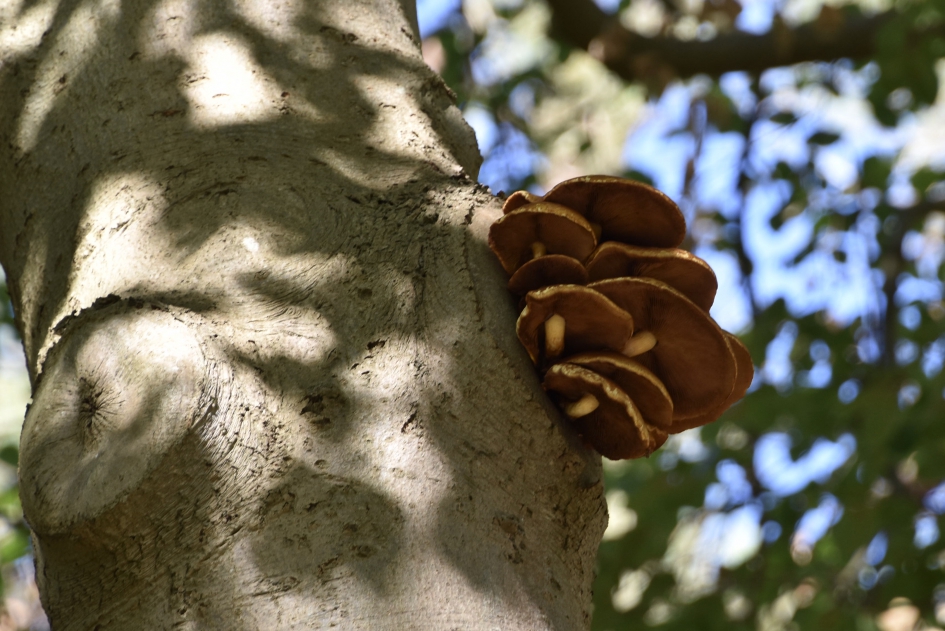 Sombere honingzwammen - Schimmels - 