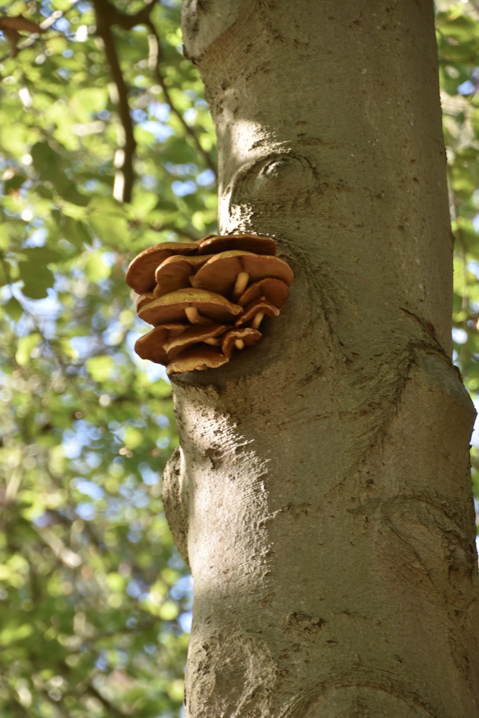 Sombere honingzwammen - Schimmels - 